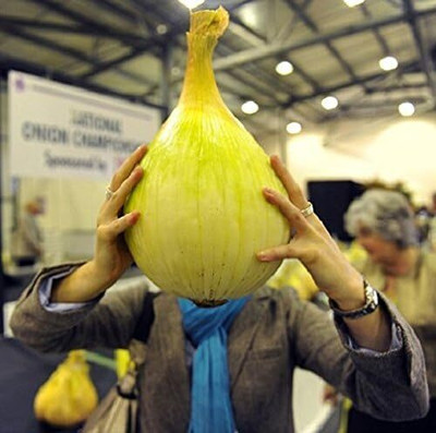 WILLVINE Giant onion seeds AILSA CRAIG Scottish heirloom-[5000 Seeds] Seed(5000 per packet)