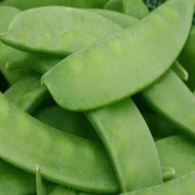 CRGO BEANS Seed(20 per packet)