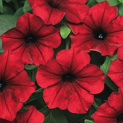 VibeX LX-30 - Tidal Wave Red Velour Petunia - (540 Seeds) Seed(540 per packet)