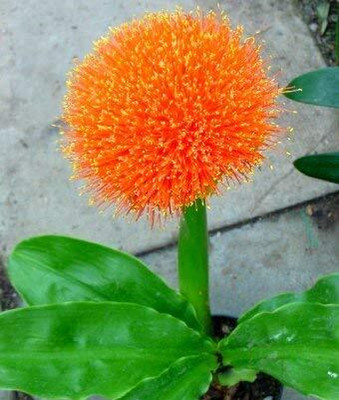 DIVINE ®EF- Mixed Color and Hybrid Flower Seeds -0A36 Seed(25 per packet)