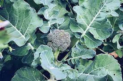 Seedsqlty Broccoli vegetable seeds, high germination (50 seeds) Seed(50 per packet)