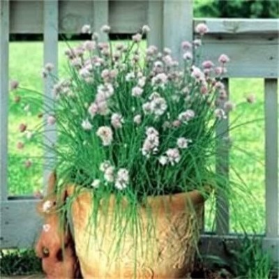 Qualtivate PUA-9A Garlic Chives Allium tuberosum Seed(300 per packet)