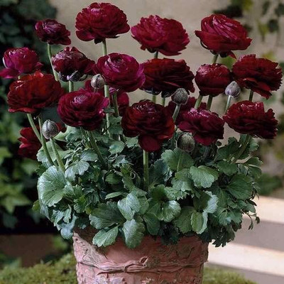 Epazo Ranunculus Flower Bulbs Mix Colour Seed(3 per packet)