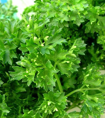 Quentova Curly Parsley, non gmo organic heirloom-AJ-3I Seed(100 per packet)