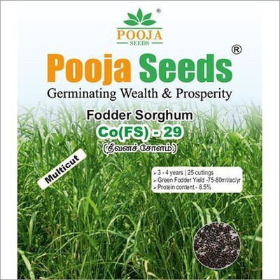 SBGARDEN FODDER SORGHUM CoFS - 29 MULTICUT ORGANIC GRASS SEEDS PACK OF 1KG Seed(105 per packet)