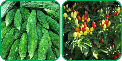 WILLVINE PAU -XI Ornamental Chilli And Bitter Gourd [25gm, 5000 Seeds] Seed(5000 per packet)