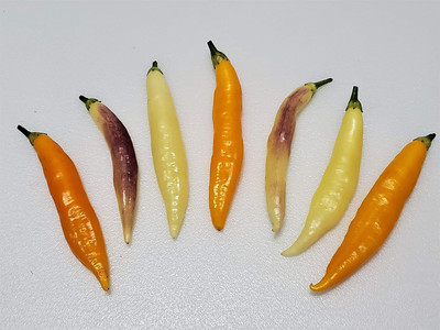 Biosnyg Organic Aji Challuaruro Hot Pepper Vegetable Seeds for Garden-(2000 Seeds) Seed(2000 per packet)