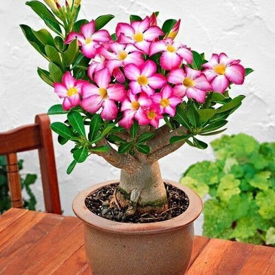 CRGO ADENIUM Seed(100 per packet)