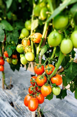 Cloud Farm tomato Seed(150 per packet)