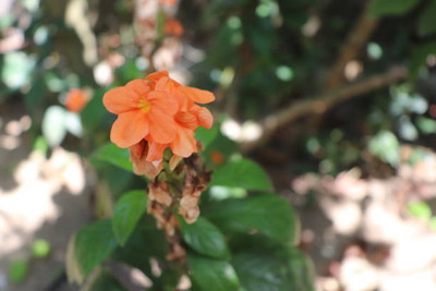 ANDARISTORE kanakambaram-firecracker-crossandra Seed(42 per packet)