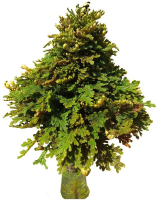 Ultrawise sanjivani booti Seed(8 per packet)