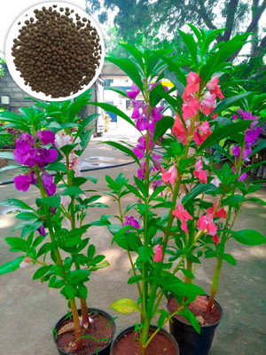 Seedsilk Hybrid Mix Color's Orginal Balsamina/ Balsam/ Dopati Seed(30 per packet)