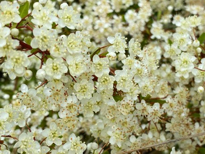 Plantzone gypsophila flower Seed(25 per packet)