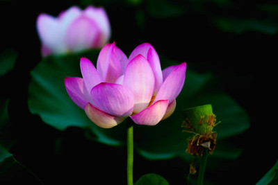 everlite lotus,kamal gatta Seed(15 per packet)