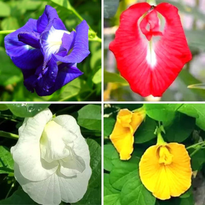 ARTA Aparajita Flower Seeds All Colours High Germination Seed(28 per packet)