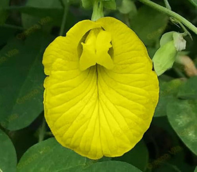 abiswas Butterfly Pea Flower Seed(25 per packet)