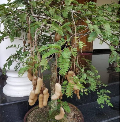 Aywal Meethi Imli ( Tamarind) Seed(19 g)