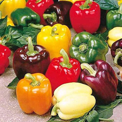 Biosnyg High Yield Multicolor Capsicum Seeds For Planting-(200 Seeds) Seed(200 per packet)