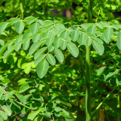 Qualtivate PUA-2A PKM2 Variety Drumstick Tree Seeds Seed(50 per packet)