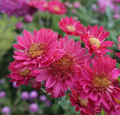Quentova Chrysanthemum Flower Seed(100 per packet)