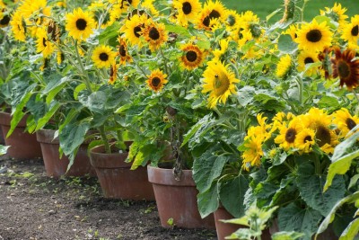 abiswas Sunflower Russian Giant Flower Seeds For Home Gardening Seed(190 per packet)