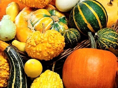 Qualtivate EXL-4AT Pumpkin Seed Mix Squash Gourd Mix Seed(50 per packet)