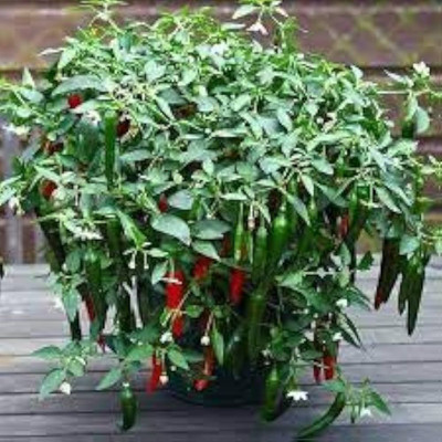 LIFELEX Hot and Spicy Red,Green Chili Pepper Seed(55 per packet)