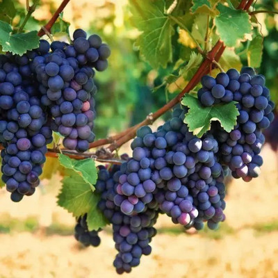 Aro Grapes Fruit, Black Grapes Seed(79 per packet)