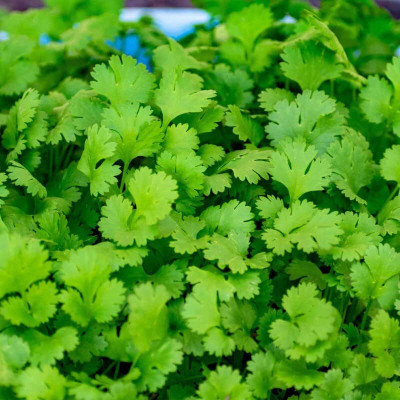 Aywal Coriander/Dhania/Dhane/Dhaniya Seed(1000 per packet)