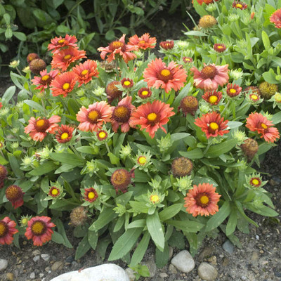WATIKA Gaillardia Pulchella Seed(50 per packet)