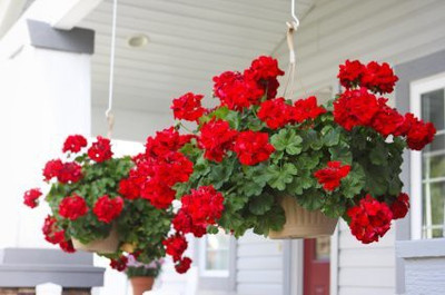 CYBEXIS LX-64 - Begonia Flower - (90 Seeds) Seed(90 per packet)