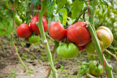 CosaCentrum tomato Seed(120 per packet)