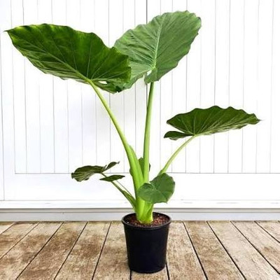 LIFELEX Taro Root Plant Seeds, Arbi Seeds, Kachalu Seed(3 per packet)