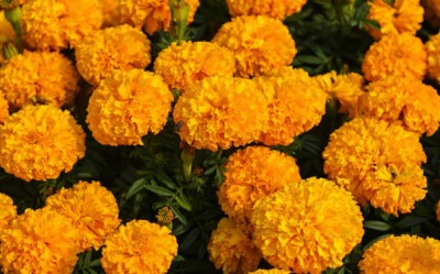 FEVESTA marigold,gende ka phool Seed(30 per packet)