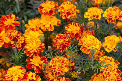 BDSreolve marigold,gende ka phool Seed(35 per packet)
