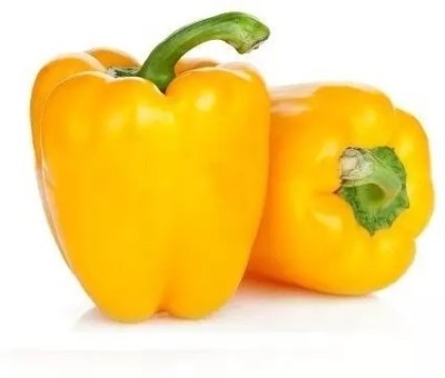 VASUDHA Yellow Bell Pepper/Capsicum Seed(1000 per packet)