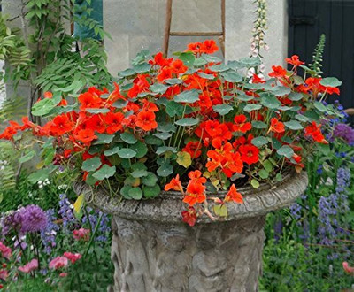 Aywal Nasturtium Seed(19 per packet)