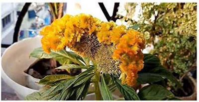CYBEXIS Celosia Argentea Var. Cristata Yellow Shrub Plants - Seeds Seed(1 g)