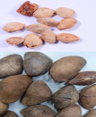 VINAYAK TRADERS Bel Tree Bilva Patra & Kaner Flower Plant Seeds 55 pcs each Seed(55 per packet)