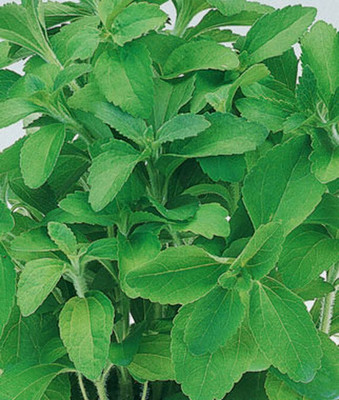 KNESSiN Herb Seed(200 per packet)