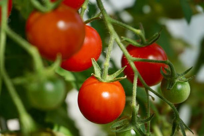 Onecare tomato Seed(95 per packet)