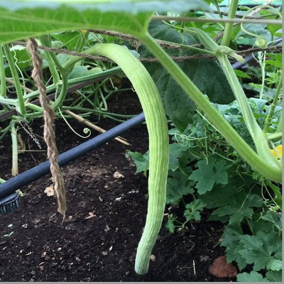 KNESSiN Imported Long Melon/Kakri/Tar (Arminian Cucumber)-{600 Seeds} Seed(600 per packet)