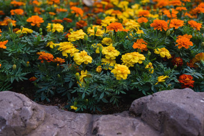gardenUpp marigold/gende ka phool flower seeds Seed(75 per packet)