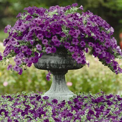 CYBEXIS Petunia Seed(50 per packet)