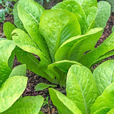 CYBEXIS Seeds of Lettuce Parris Island Cos4000 Seeds Seed(4000 per packet)