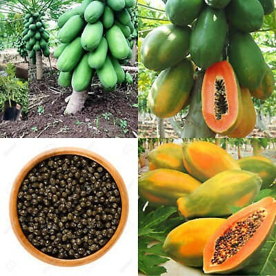GOLU Golden Bloom 50 Hybrid All Time Lady Papaya Seeds For Home Garden Seed(50 per packet)