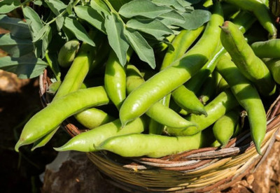 Quentova Broad beans - garden - Superaguadulce-XLR Seed(50 per packet)