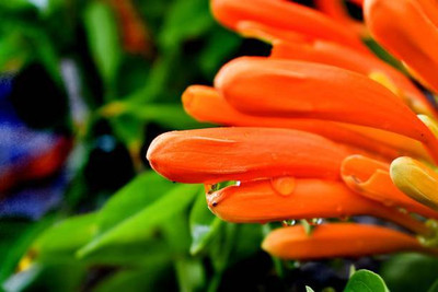 parrot creation kanakambaram-firecracker-crossandra Seed(34 per packet)