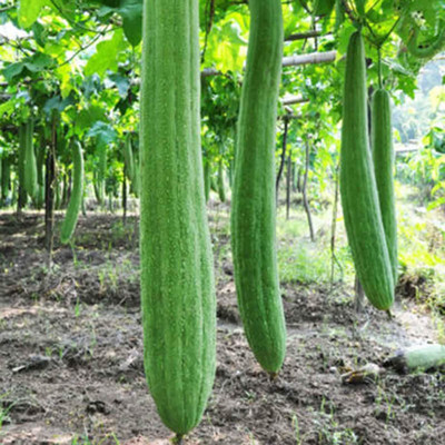 CYBEXIS Luffa Melon Ridge Gourd Seeds200 Seeds Seed(200 per packet)