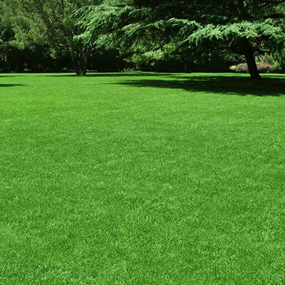 SeeGreen Carpet grass seeds for home garden, lawn grass seeds for home garden Seed Seed(16000 per packet)